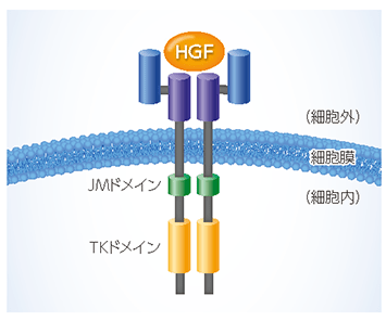 products_tabrecta_disease_tabrecta_disease_001.png products_tabrecta_disease_tabrecta_disease_001.png