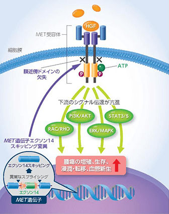 products_tabrecta_disease_tabrecta_disease_002.png products_tabrecta_disease_tabrecta_disease_002.png