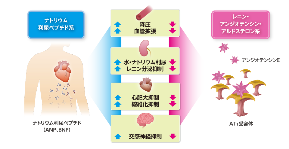 products_entresto_high_blood_pressure_involvement_img_eht_01_02.png products_entresto_high_blood_pressure_involvement_img_eht_01_02.png
