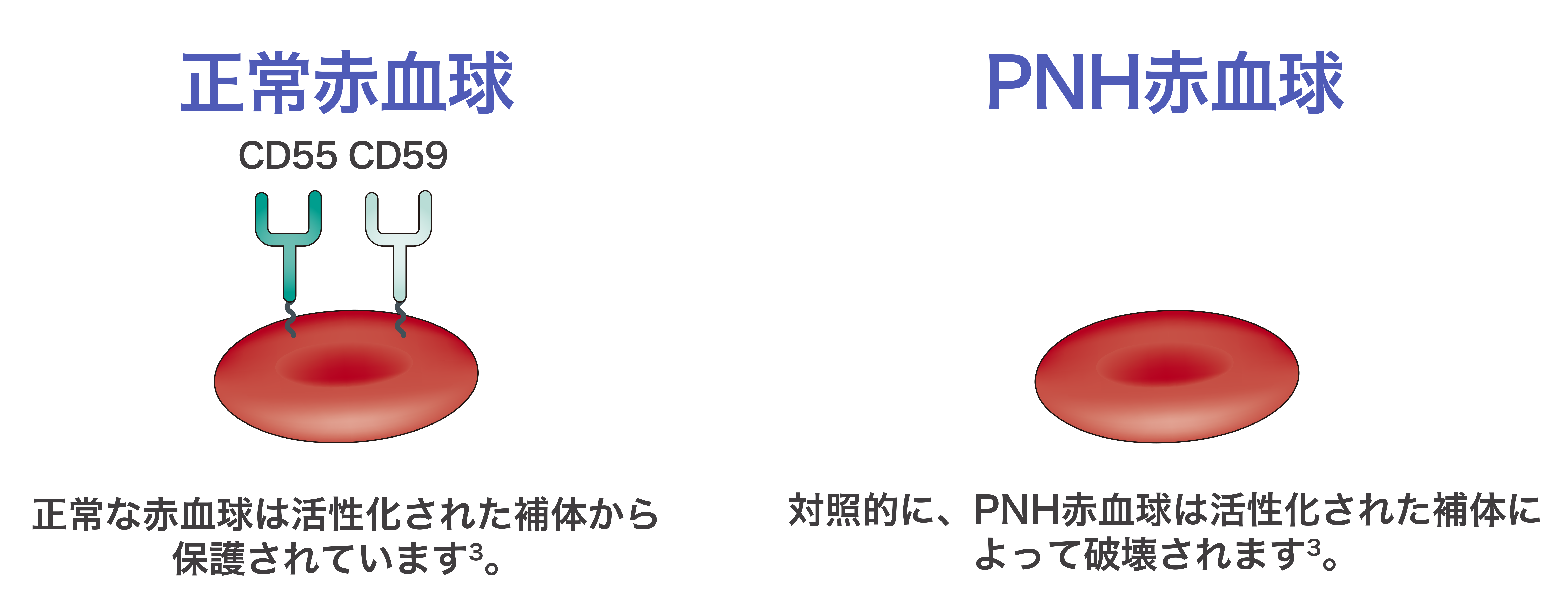 img_pnh_01_240731.png img_pnh_01_240731.png
